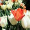 Тюльпан Пуриссима Оранж Тюльпан Пуриссима Оранж - Dolina-Sad.Ru