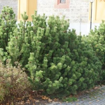 Сосна Горная фото