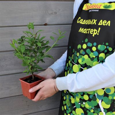 Форзиция корейская Комсан Форзиция корейская Комсан фото