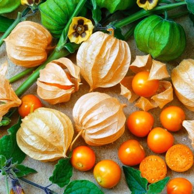 Физалис Колумб фото