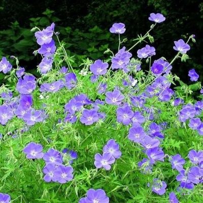 Герань Бруксайд Герань Бруксайд - Dolina-Sad.Ru