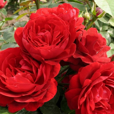 Роза Аллотрия Роза Аллотрия фото