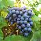 Виноград Фуршетный - Dolina-Sad.Ru