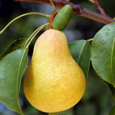 Комплект Груш(Белорусская поздняя+Дюшес) Комплект Груш(Белорусская поздняя+Дюшес) фото