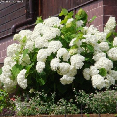 Гортензия древовидная Стерилис Гортензия древовидная Стерилис фото