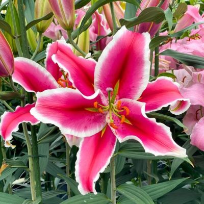 Лилия Гаучо - Dolina-Sad.Ru