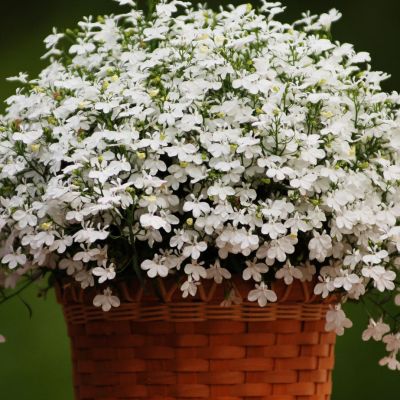 Лобелия Ривьера Белая Лобелия Ривьера Белая - Dolina-Sad.Ru