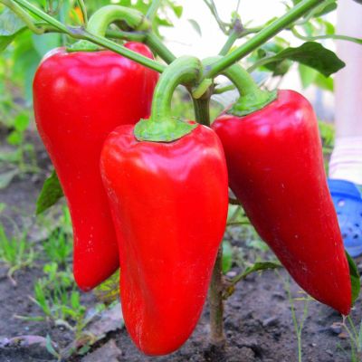 Перец Подарок Молдовы Перец Подарок Молдовы фото