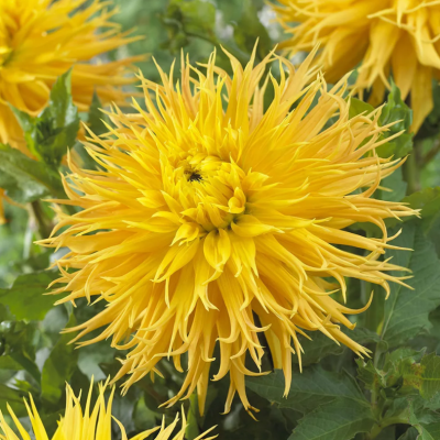 Георгина Энкор Георгина Энкор фото