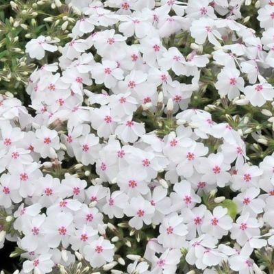 Флокс шиловидный Эмейзинг Грейс , x Флокс шиловидный Эмейзинг Грейс , x фото