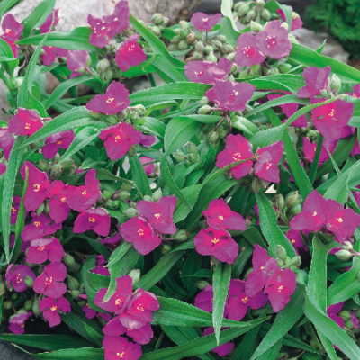 Традесканция Андерсона Кармин Глоу Традесканция Андерсона Кармин Глоу фото