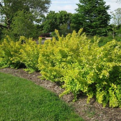 Пузыреплодник Наггет Пузыреплодник Наггет фото