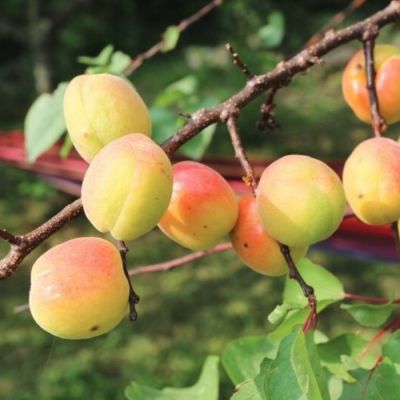 Абрикос Голд Абрикос Голд - Dolina-Sad.Ru