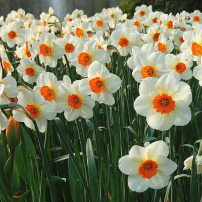 Нарцисс Баррет Браунинг Нарцисс Баррет Браунинг - Dolina-Sad.Ru