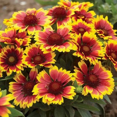 Гайлардия Аризона Сан Гайлардия Аризона Сан - Dolina-Sad.Ru