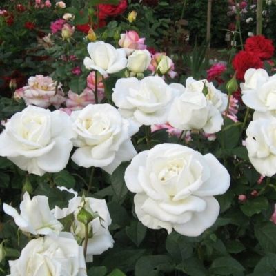 Роза Метрополитен - Dolina-Sad.Ru