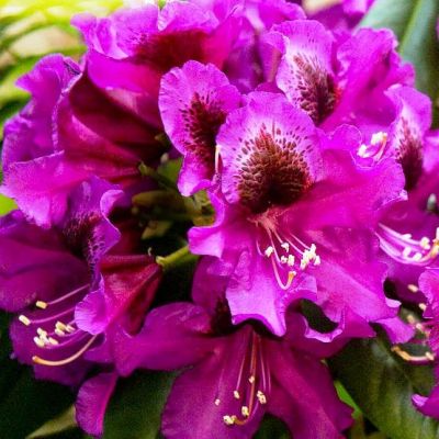 Рододендрон Пурпл Сплендор Рододендрон Пурпл Сплендор фото