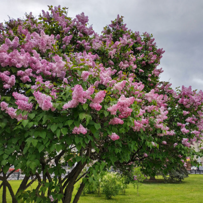 Сирень гиацинтовая Мейденс Блаш Сирень гиацинтовая Мейденс Блаш фото