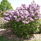 Сирень обыкновенная Бель Де Ненси Сирень обыкновенная Бель Де Ненси фото