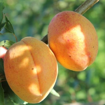 Абрикос Ананасный Цюрупинский Абрикос Ананасный Цюрупинский - Dolina-Sad.Ru