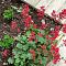 Гейхера кроваво-красная - Dolina-Sad.Ru