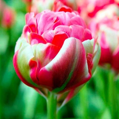 Тюльпан Реноун Юник фото