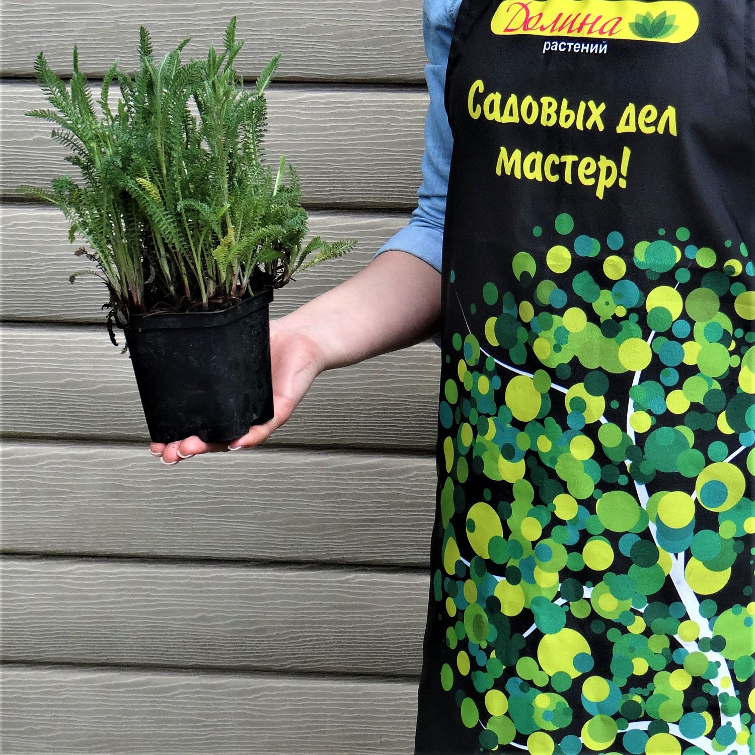 Тысячелистник обыкновенный Саммер Пастель Тысячелистник обыкновенный Саммер Пастель фото