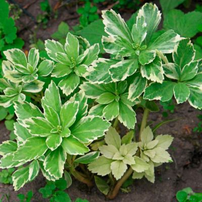 Пахизандра верхушечная Вариегата Пахизандра верхушечная Вариегата - Dolina-Sad.Ru