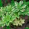 Пахизандра верхушечная Вариегата Пахизандра верхушечная Вариегата - Dolina-Sad.Ru