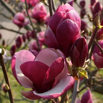 Магнолия Орхид - Dolina-Sad.Ru