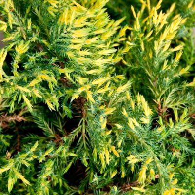 Можжевельник средний Кинг Оф Спринг, С3 - Dolina-Sad.Ru