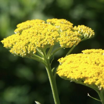 Тысячелистник Милли Рок Еллоу Тысячелистник Милли Рок Еллоу - Dolina-Sad.Ru