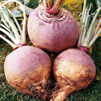 Брюква Красносельская Брюква Красносельская фото