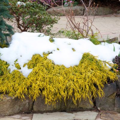 Кипарисовик горохоплодный Филифера Ауреа, С3 - Dolina-Sad.Ru