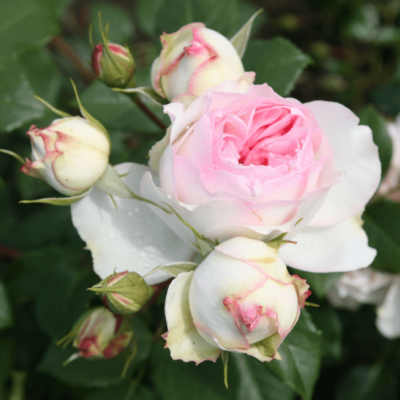 Роза Стефани Баронин цу Гуттенберг Роза Стефани Баронин цу Гуттенберг фото