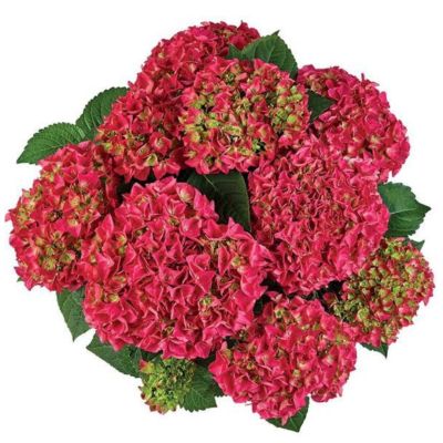 Гортензия крупнолистная Ред Пауэр Гортензия крупнолистная Ред Пауэр - Dolina-Sad.Ru
