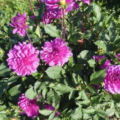 Георгина Карма Лагун Георгина Карма Лагун - Dolina-Sad.Ru