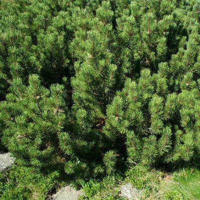 Сосна горная подвид Муго фото