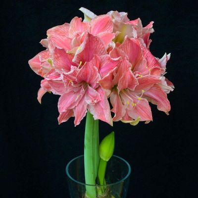 Амариллис Свит Нимф фото