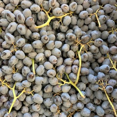 Виноград Победа Виноград Победа - Dolina-Sad.Ru