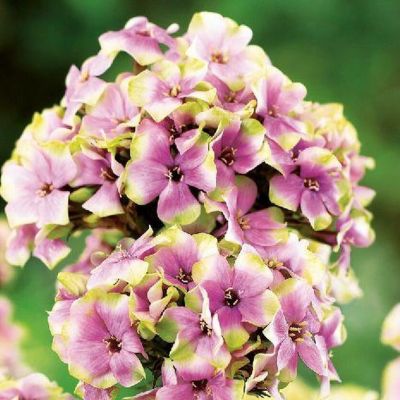 Флокс метельчатый Щербет Бленд - Dolina-Sad.Ru