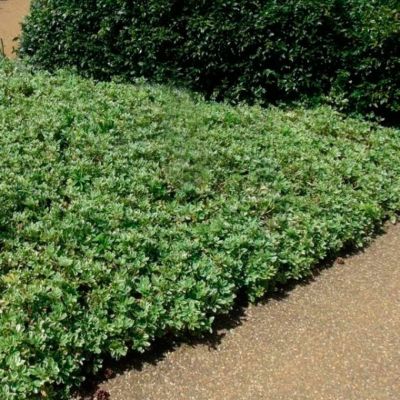 Пахизандра верхушечная Вариегата Пахизандра верхушечная Вариегата - Dolina-Sad.Ru