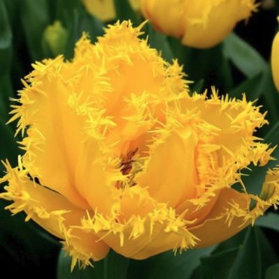 Тюльпан Кристал Стар Тюльпан Кристал Стар - Dolina-Sad.Ru