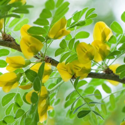 Карагана древовидная, С3 Карагана древовидная, С3 - Dolina-Sad.Ru