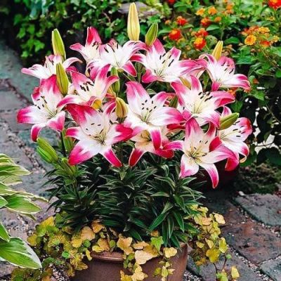 Лилия Лоллипоп Лилия Лоллипоп фото