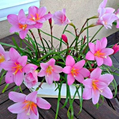 Зефирантес Пинк - Dolina-Sad.Ru