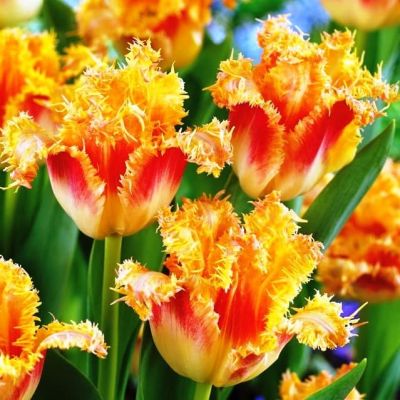 Тюльпан Боллрум Тюльпан Боллрум фото