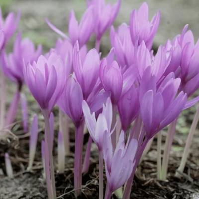 Безвременник Зе Гиант Безвременник Зе Гиант фото