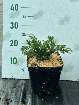 Можжевельник обыкновенный Репанда, С3 Можжевельник обыкновенный Репанда, С3 - Dolina-Sad.Ru