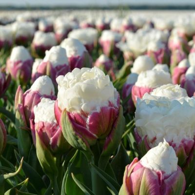 Тюльпан Дабл Полар фото